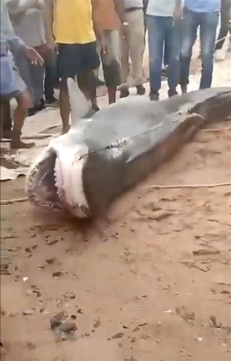 Harrowing details emerge after man was eaten alive by shark