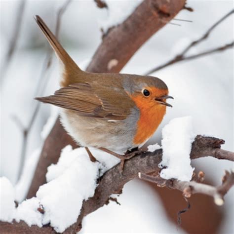 Les Animaux et l’Hiver - Contenu pédagogique pour école primaire sur les animaux en hiver ...