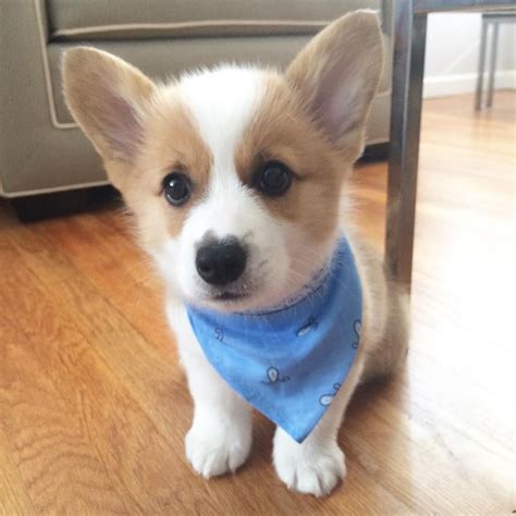 #TBT nuff said | Cute corgi puppy, Cute baby animals, Welsh corgi puppies