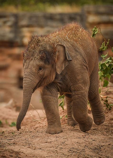 Elephants in mourning after two calves die at zoo - Extra.ie