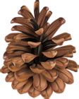 Pine Cone Clip Art PNG Image | Gallery Yopriceville - High-Quality Free Images and Transparent ...
