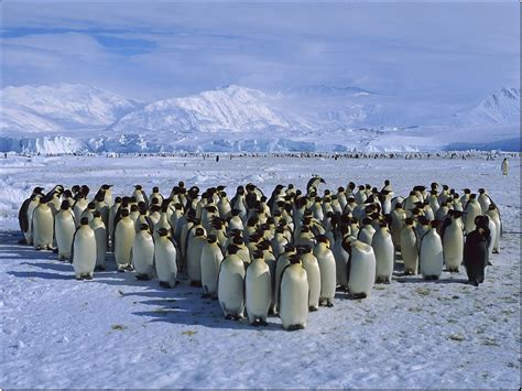 emperor, Penguin, Colony, Cape, Roget, Ross, Sea, Antarctica Wallpapers ...