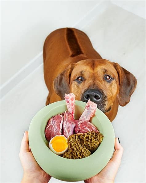 Top-notch Raw Dog Food Delivery for Your Pup in Ottawa