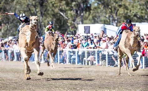 Punters can now bet on Camel racing