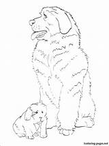 Newfoundland Dog Coloring Page At GetColoringscom  Free Printable sketch template