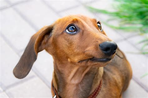 Are Dachshunds Easy to Train? - I Love Dachshunds