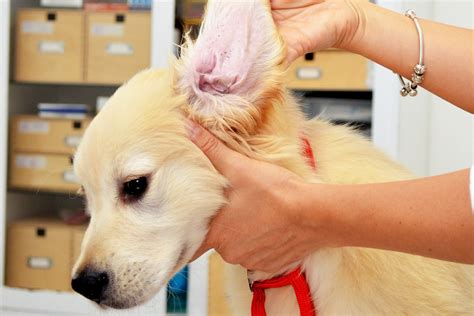 How To Treat Ear Mites In Humans