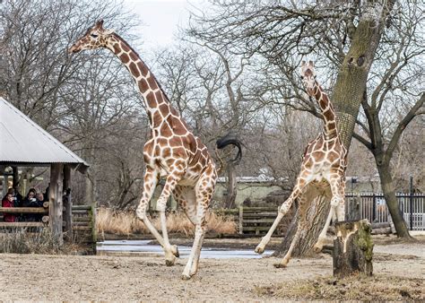 These Brookfield Zoo Giraffes Just Went Outside After Chicago’s Long ...