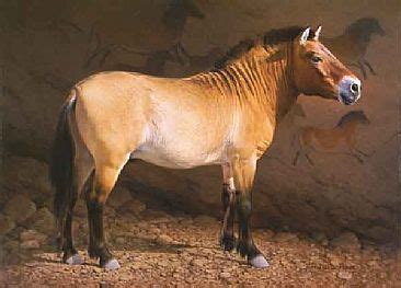 Przewalski's Horse | Wildlife art, Rare horses, Wildlife prints