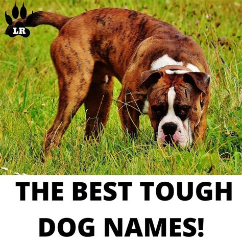 165+ Tough Dog Names | Labrottie.com | Tough dog names, Dog names, Girl dog names