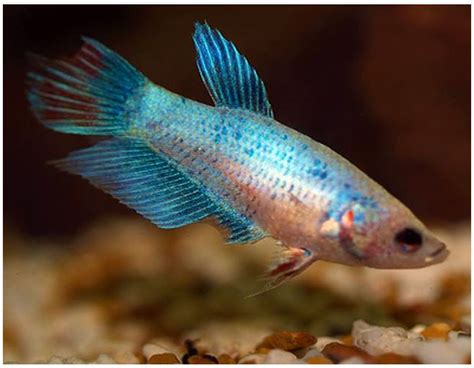 Siamese Fighting Female Betta Fish (assorted colors) | Arizona Aquatic Gardens