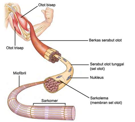 Struktur Otot Rangka - EDUBIO