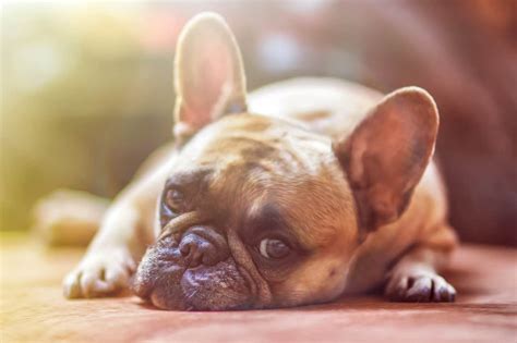How to treat itchy ears in dogs | Southern Cross Vet