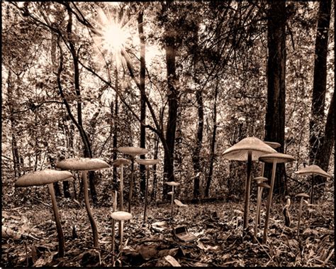 Mushroom Forest-Photography by David G. Boyd- Size 8in x 10in – Fredericksburg Center for the ...