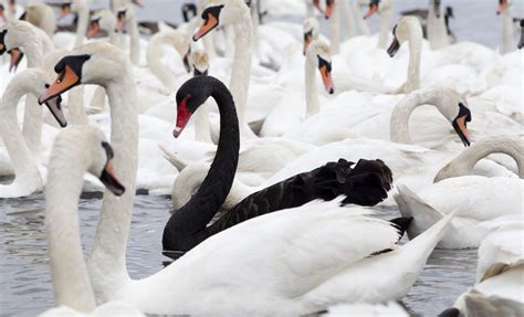 Black Swans or Wild Geese? | Process Improvement Institute