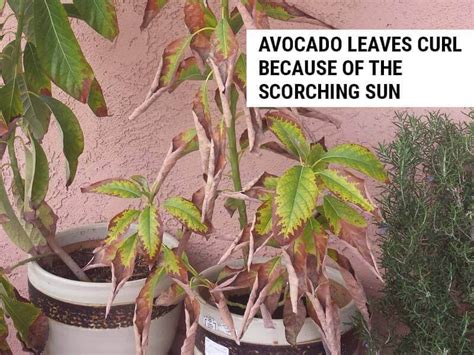 8 Reasons Why Avocado Leaves Are Curling (And How To Fix It) – World of Garden Plants