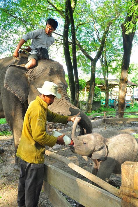 Nurturing the bond between Elephants & Communities — Integrating ...