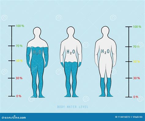 Silhouette Infographic Showing Water Percentage Level in Human Body Vector Illustration Stock ...