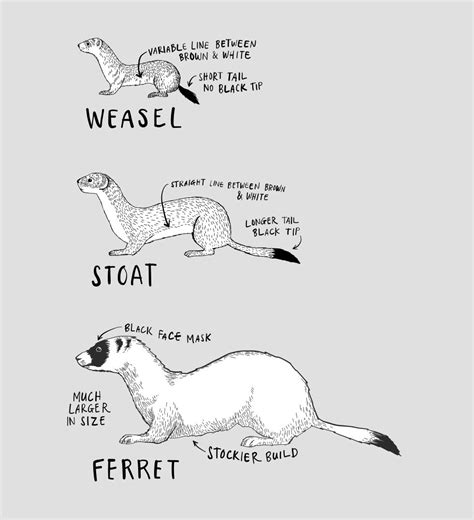 Image showing the difference between weasels, stoats and ferrets. | Stoat, Cute ferrets, Animal ...