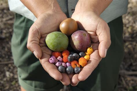 Bush Foods - NSW Schools Reconciliation Challenge