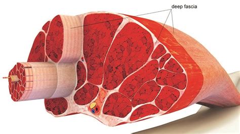 Fascia Stretching: Ultimate Guide - The Barbell