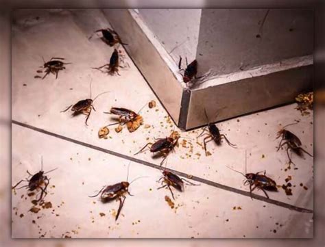 Roach Infestation in Apartments: Causes and Solutions