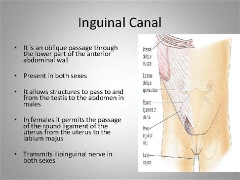 Inguinal canal Inguinal Canal It is an oblique