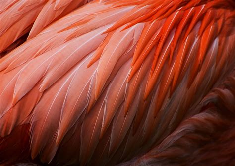 karen ulvestad photography flamingo | Paysage