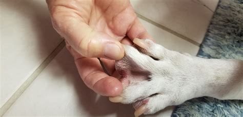 What Causes Cysts In Dogs Paws