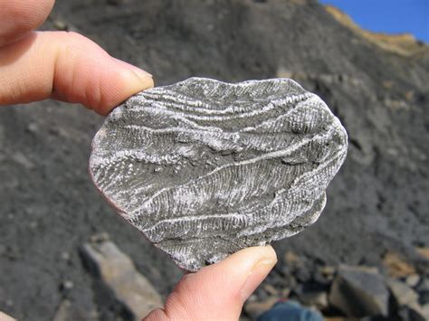 Charmouth (Dorset) | Discovering Fossils