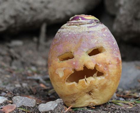 ☀ How to carve turnip.for halloween | gail's blog