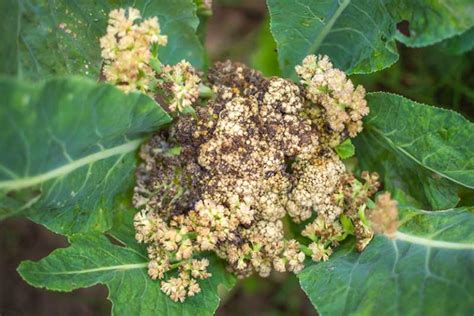 Why Is My Cauliflower Turning Purple? | Gardener’s Path