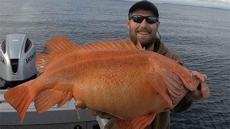 Giant Yelloweye Rockfish! Fishing in Juneau, Alaska! JUNE 2020 - YouTube