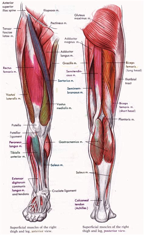 Leg Muscles