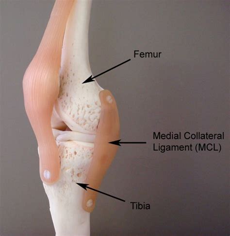 Medial collateral ligament of knee, tibial collateral ligament, MCL of ...