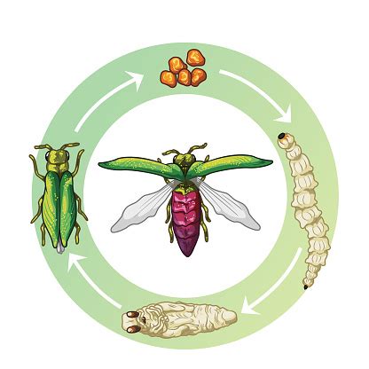 Life Cycle Of The Emerald Ash Borer Eggs Larvae Pupae And Adult Borer Stock Illustration ...