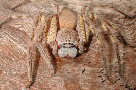 Types Of Australian Garden Spiders | Fasci Garden