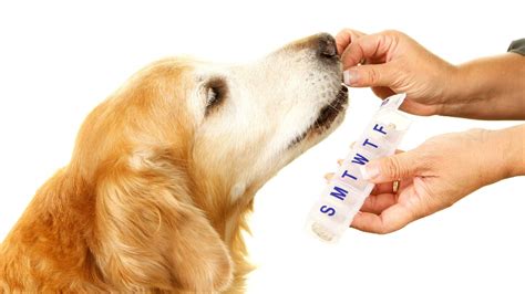 Amoxicillin for Dogs: Uses, Dosage and Side Effects