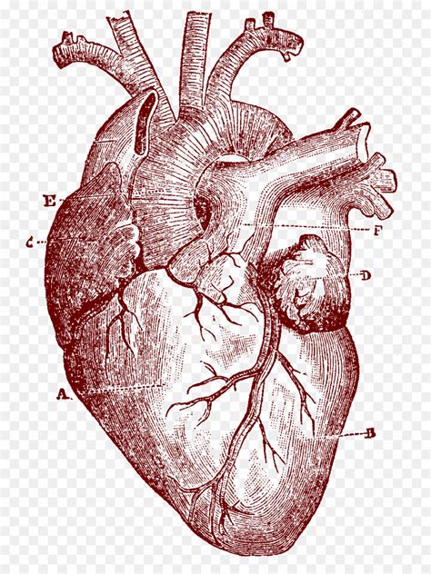 Anatomical Heart SVG Free
