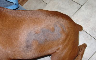 How Do You Prevent Alopecia In Dogs