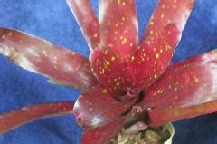 Bromeliads in Australia - Neoregelia Amphora Spots