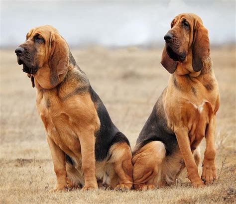 Are Bloodhounds Good Family Dogs