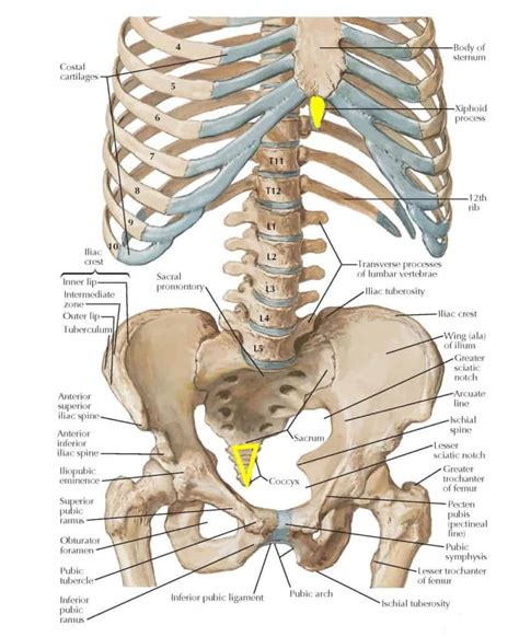 Stuck Xiphoid – POST COMPETITIVE INSIGHT