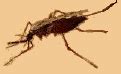 euGenes: Mosquito Genes