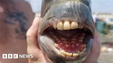 Fish with 'human' teeth caught in North Carolina