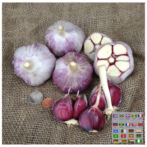 Russian Red Garlic, Big bulbs, purple • Average 5-6 cloves per bulb • Suitable for soggy soil ...