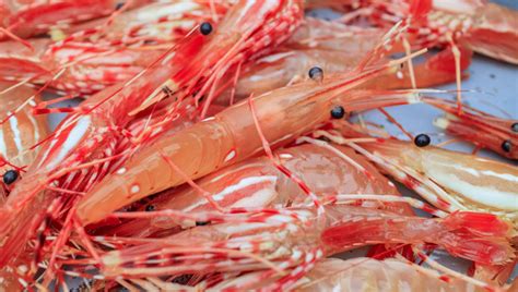 Norovirus outbreak investigation leads to prawn recall in Canada | Food ...