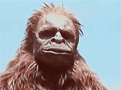 Bigfoot The Unforgettable Encounter GIFs - Get the best GIF on GIPHY