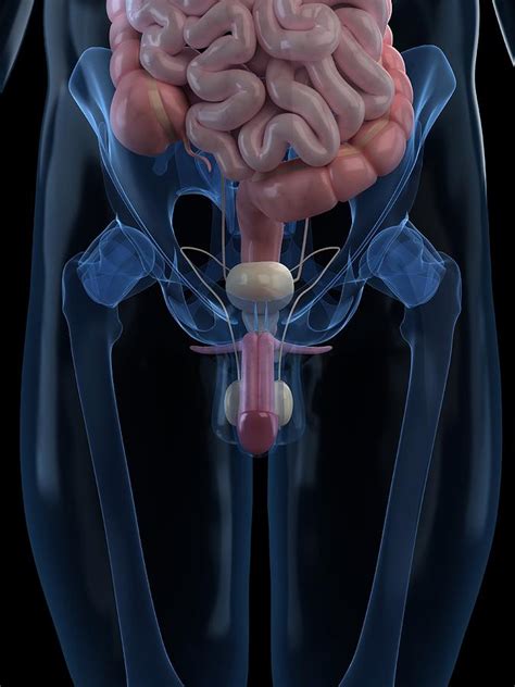 Male Reproductive System, Artwork Digital Art by Sciepro - Fine Art America