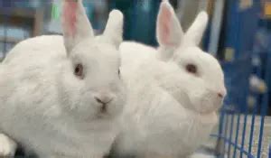 White Rabbit Breeds | 7 White Pet Rabbit Breeds | Hutch and Cage